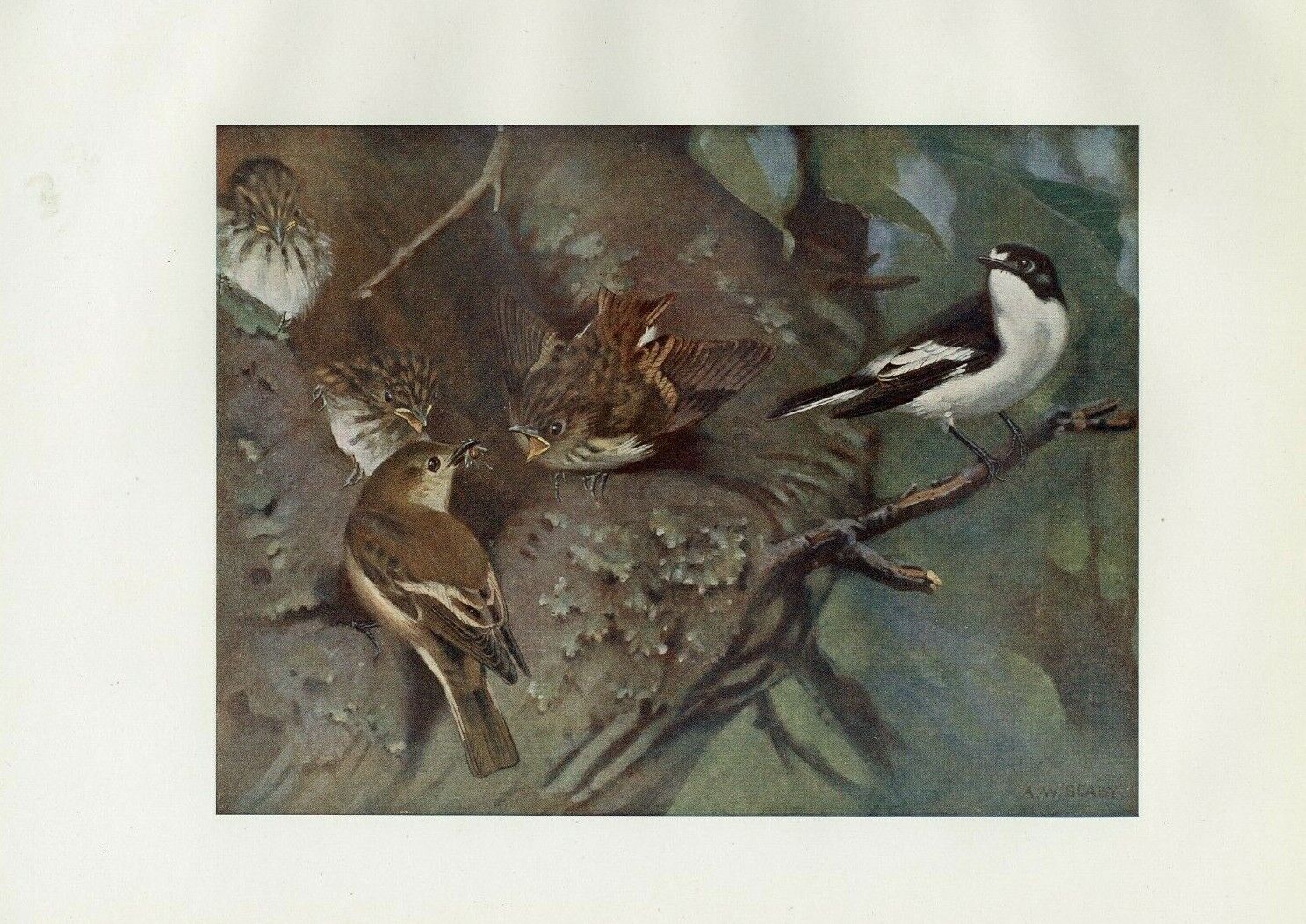 PIED FLYCATCHER 1913 ANTIQUE BIRD COLOUR ART PRINT by A.W. SEABY GREAT GIFT