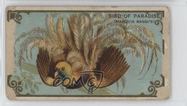 1910 ATC Bird Series T42 Mecca Factory 30 Birds-Of-Paradise of Paradise 0u2r
