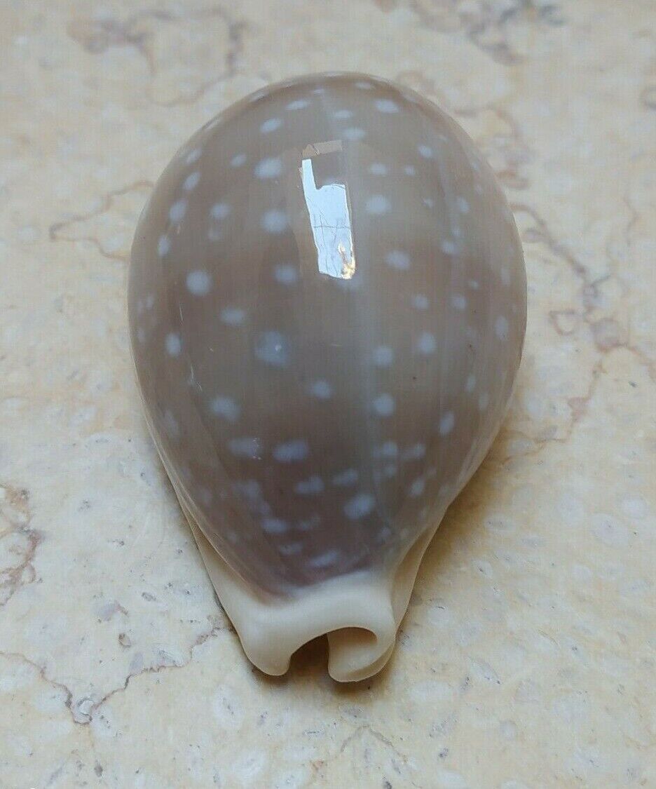 F Cypraea camelopardalis F+++ F++++ 65.5 mm stunning shell super natural glossy