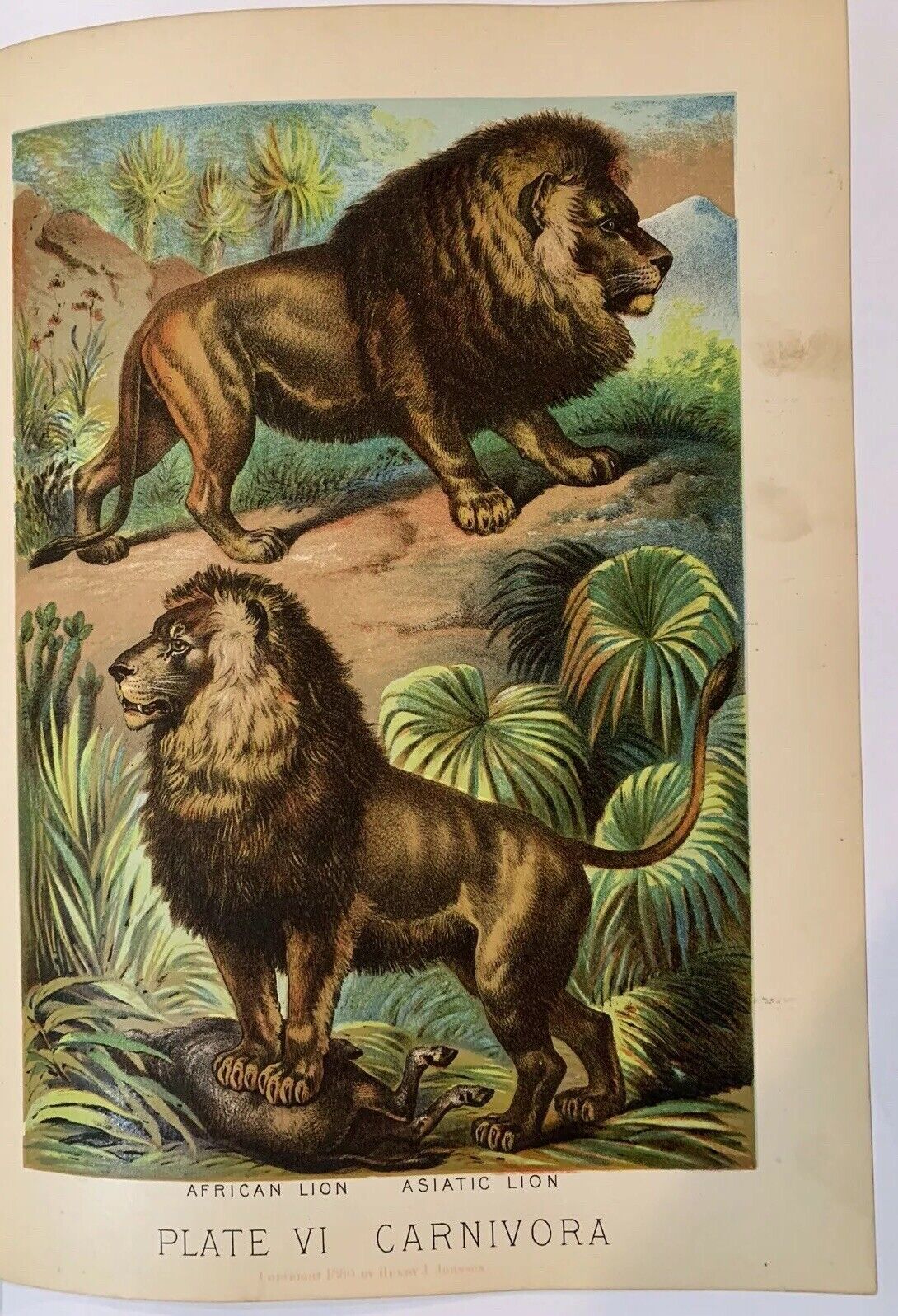 RARE Original 1880\'s AFRICAN LION Chromolithograph ANTIQUE Print