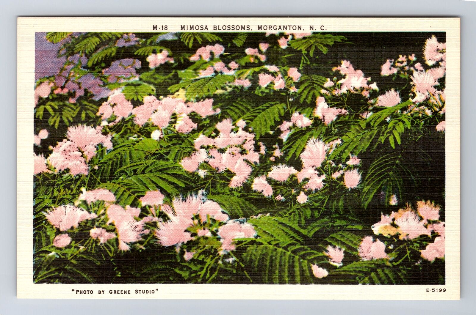 Morganton NC-North Carolina, Scenic Mimosa Blossoms, Souvenir Vintage Postcard