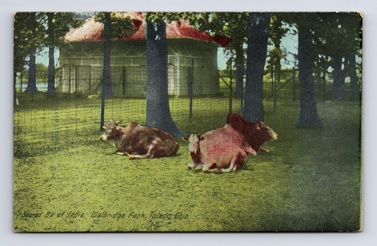 Sacred Ox of India at Zoo Walbridge Pennsylvania PA DB Postcard