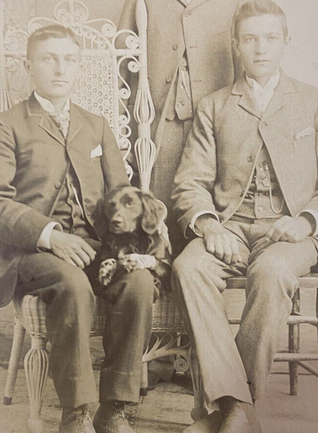 3 Men and Dog Cabinet Card Photograph Spaniel / Irish Setter? Antique 1880 Photo