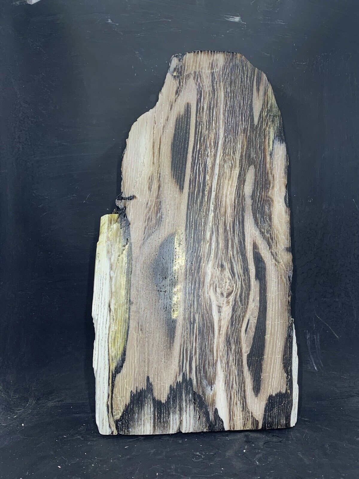 Petrified Wood, Opalized ( Utah ) Display Polished