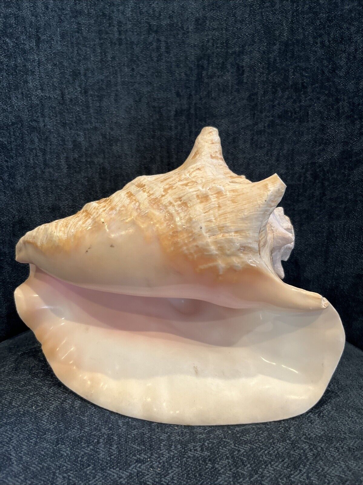 Large Pink Queen Conch Shell 9.5” X 6.5” x  8” Beach Seashell Nautical Ocean 3lb