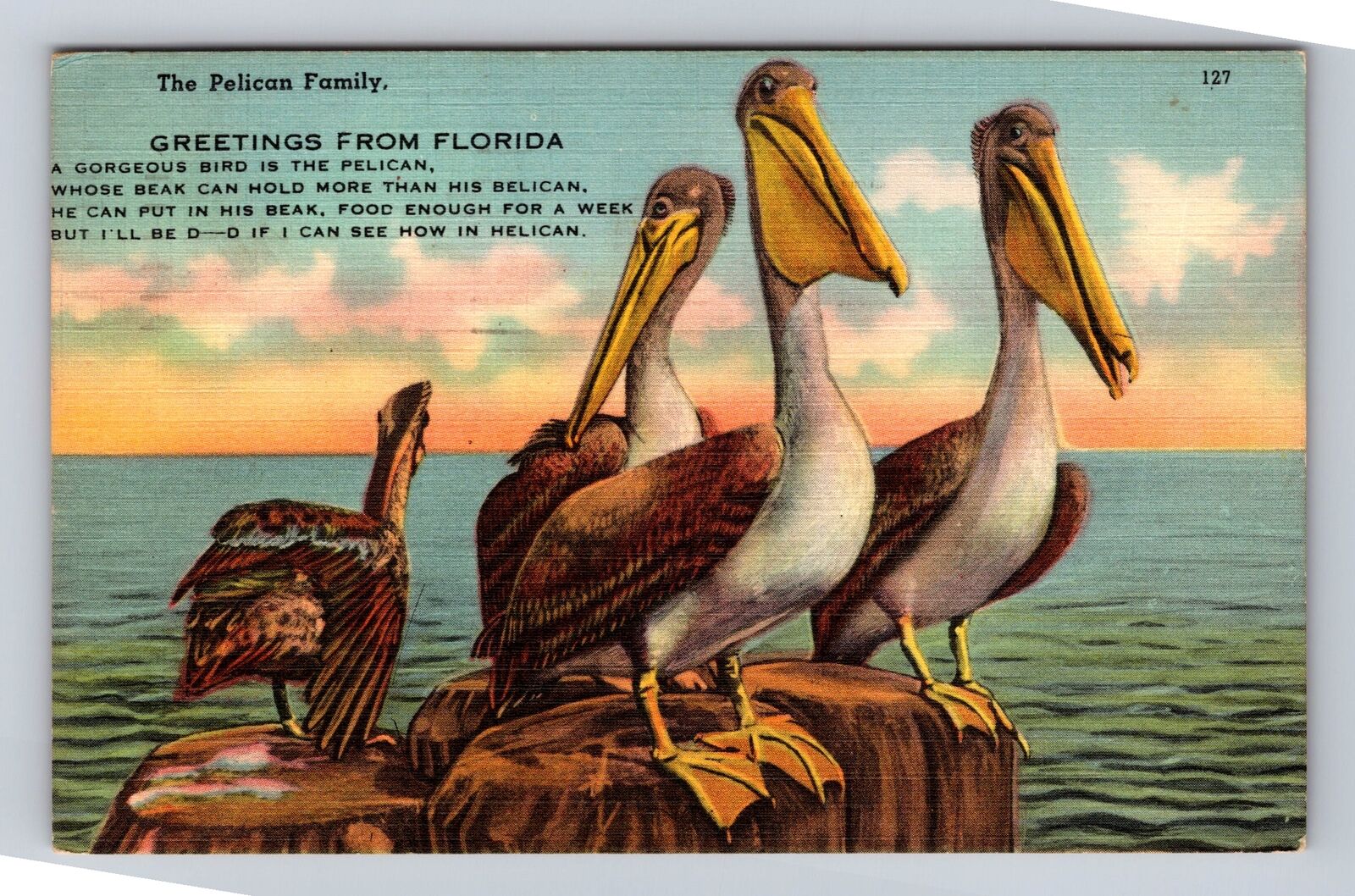 FL-Florida, Greetings, A Pelican Family, Vintage c1958 Souvenir Postcard