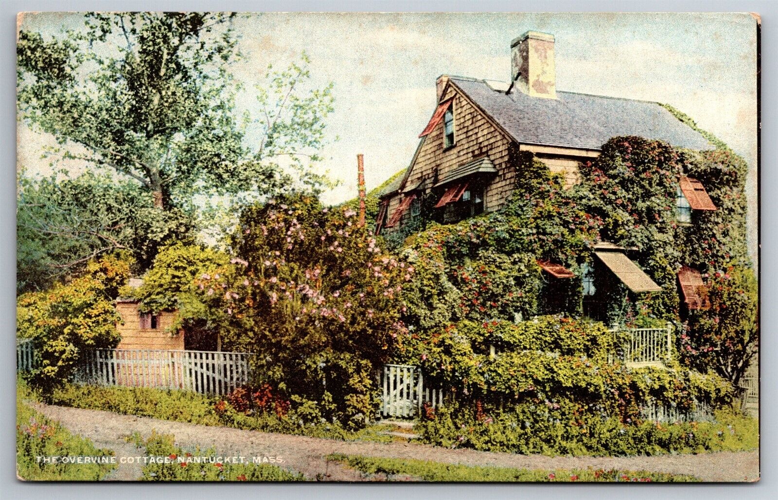 The Overvine Cottage Vine Covered Cabin Nantucket Mass C1907 Postcard K4