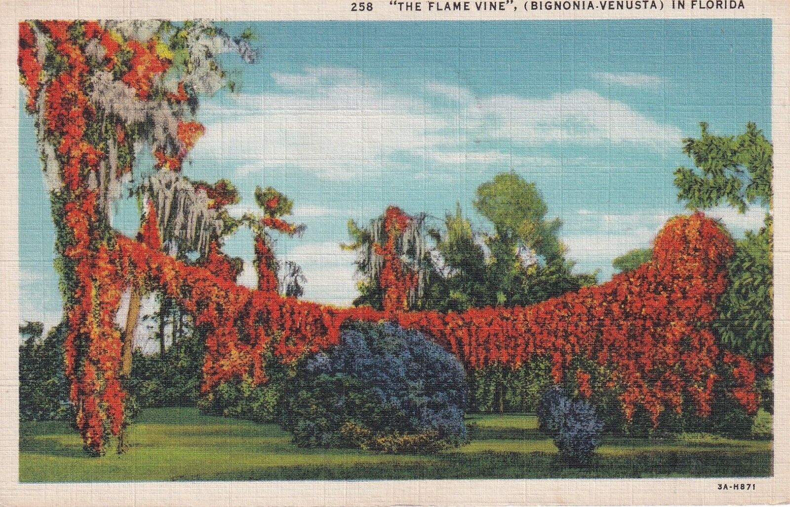 1935 VTG Postcard The Flame Vine Bignonia Venusta in Florida-J675