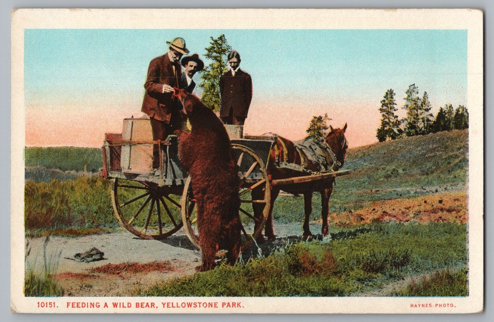 Postcard Feeding Wild Bear, Yellowstone Park - Horse Wagon, Men