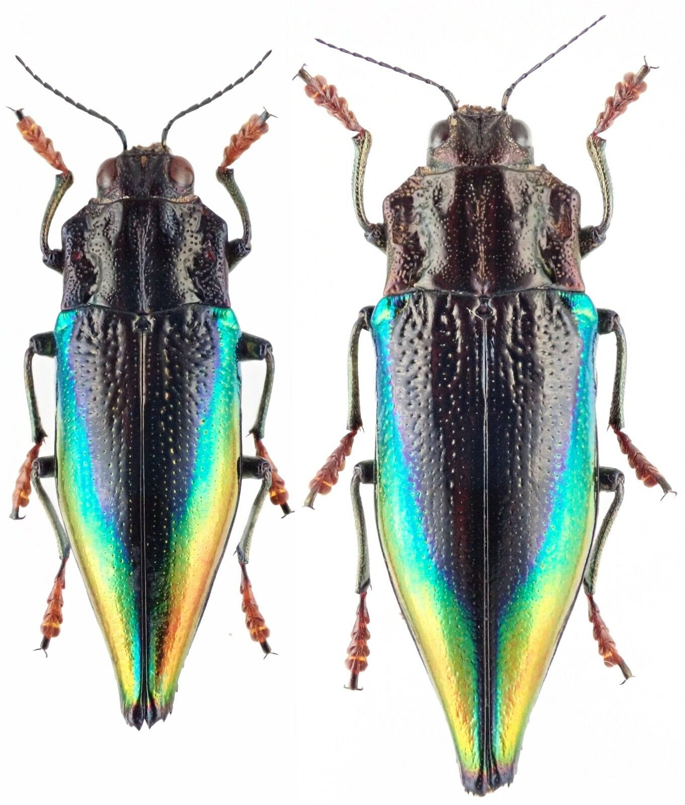 Insect - BUPRESTIDAE Cyphogastra rollei - Timor Is. - Pair 30~35mm ....