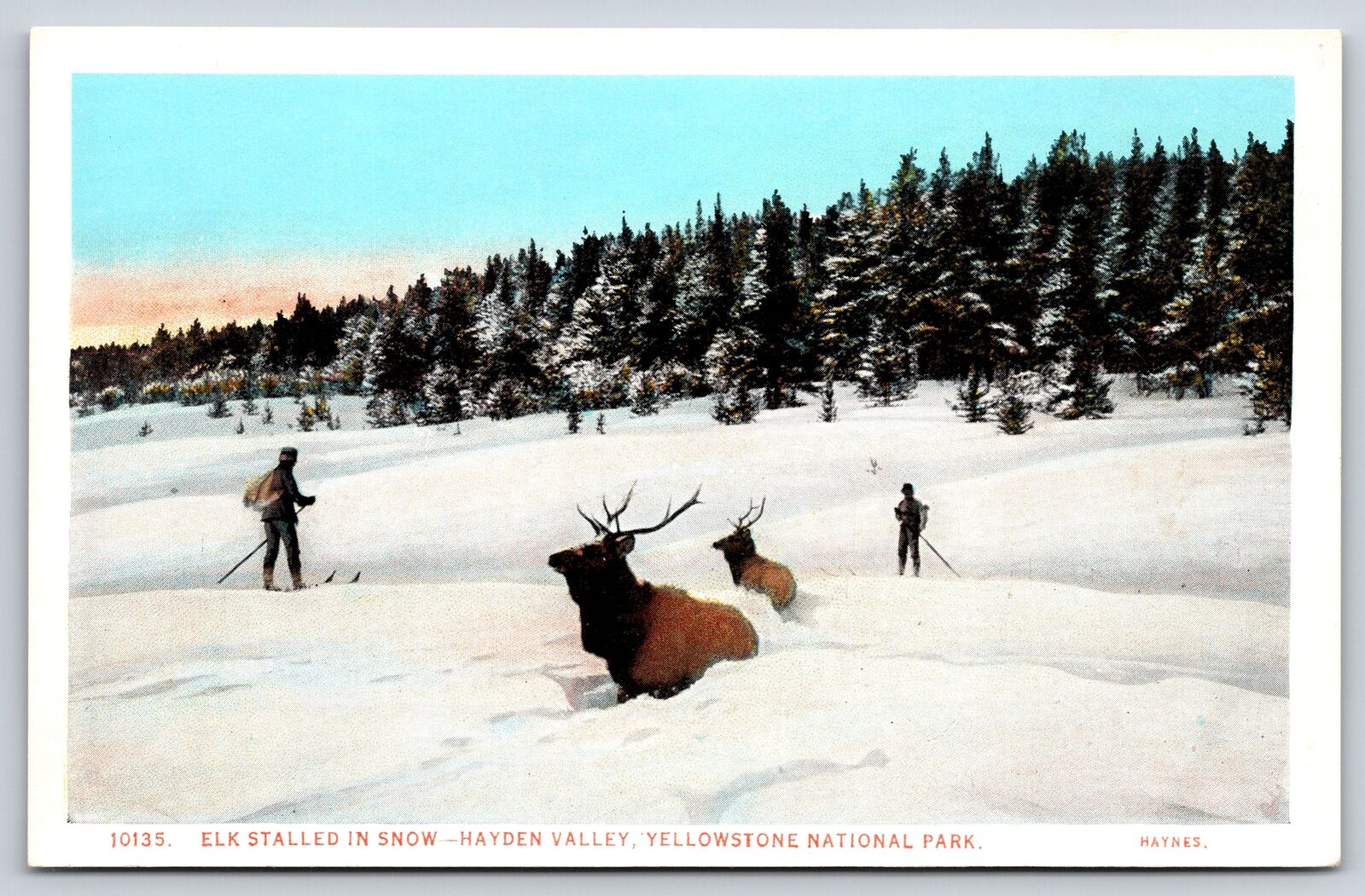 Yellowstone Natl Park~Elk Stalled In Snow & Skiiers @ Hayden Valley~Vintage PC