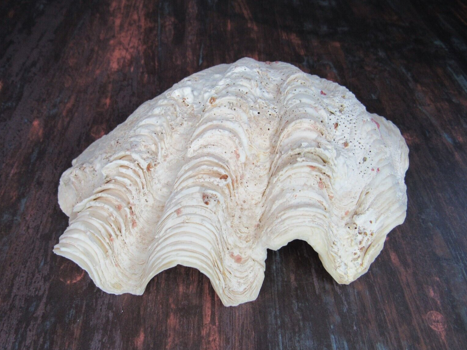 Genuine Ocean Giant Clam Shell Real Natural Tridacna Gigas 7\