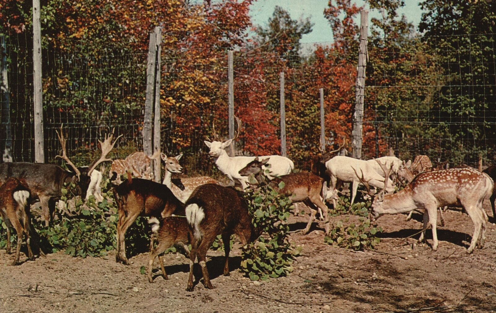 Deer Herd At Big Game Haven Ranch Largest Private Buffalo Long Horns Postcard