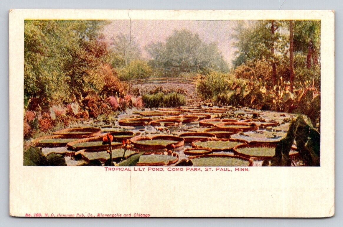 c1905 Tropical Lily Pond Como Park St Paul Minnesota P3A