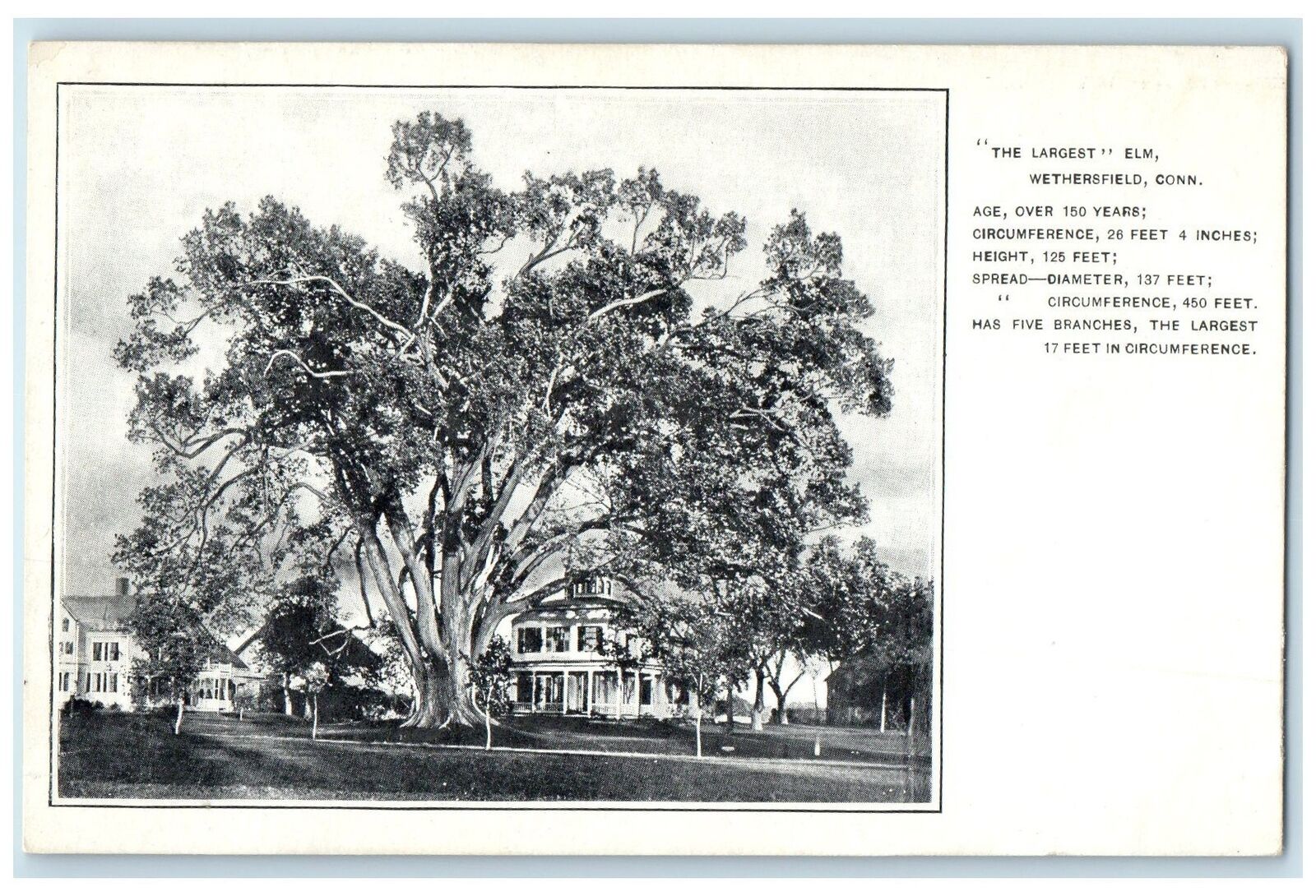 c1905\'s The Largest Elm Wethersfield Connecticut CT Unposted Vintage Postcard