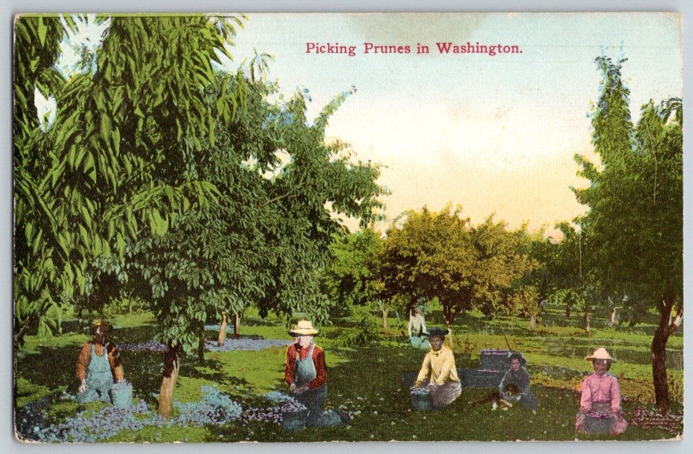 Antique Postcard~  Picking Prunes In Washington, State