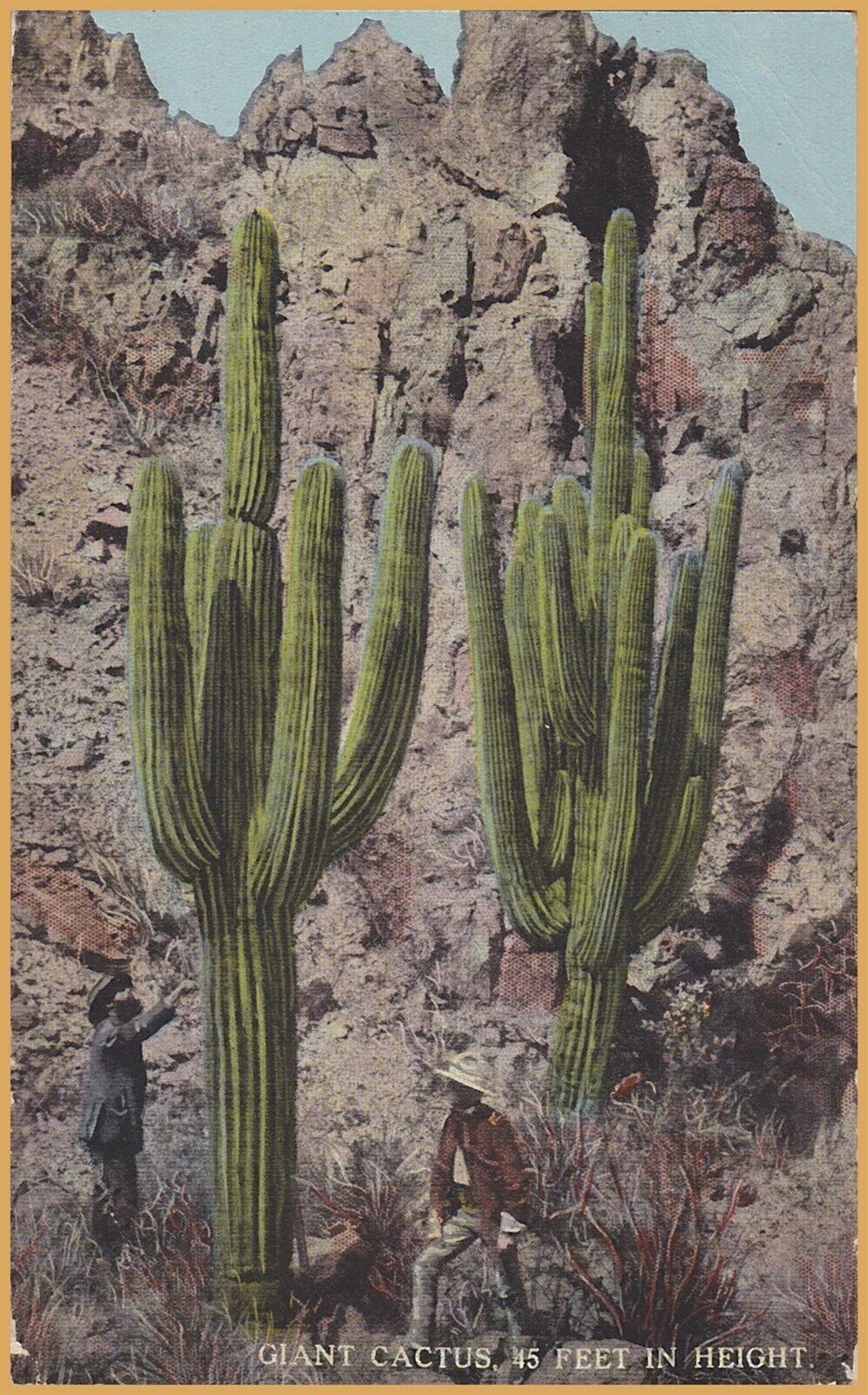Giant Cactus, 15 feet in height - 1921