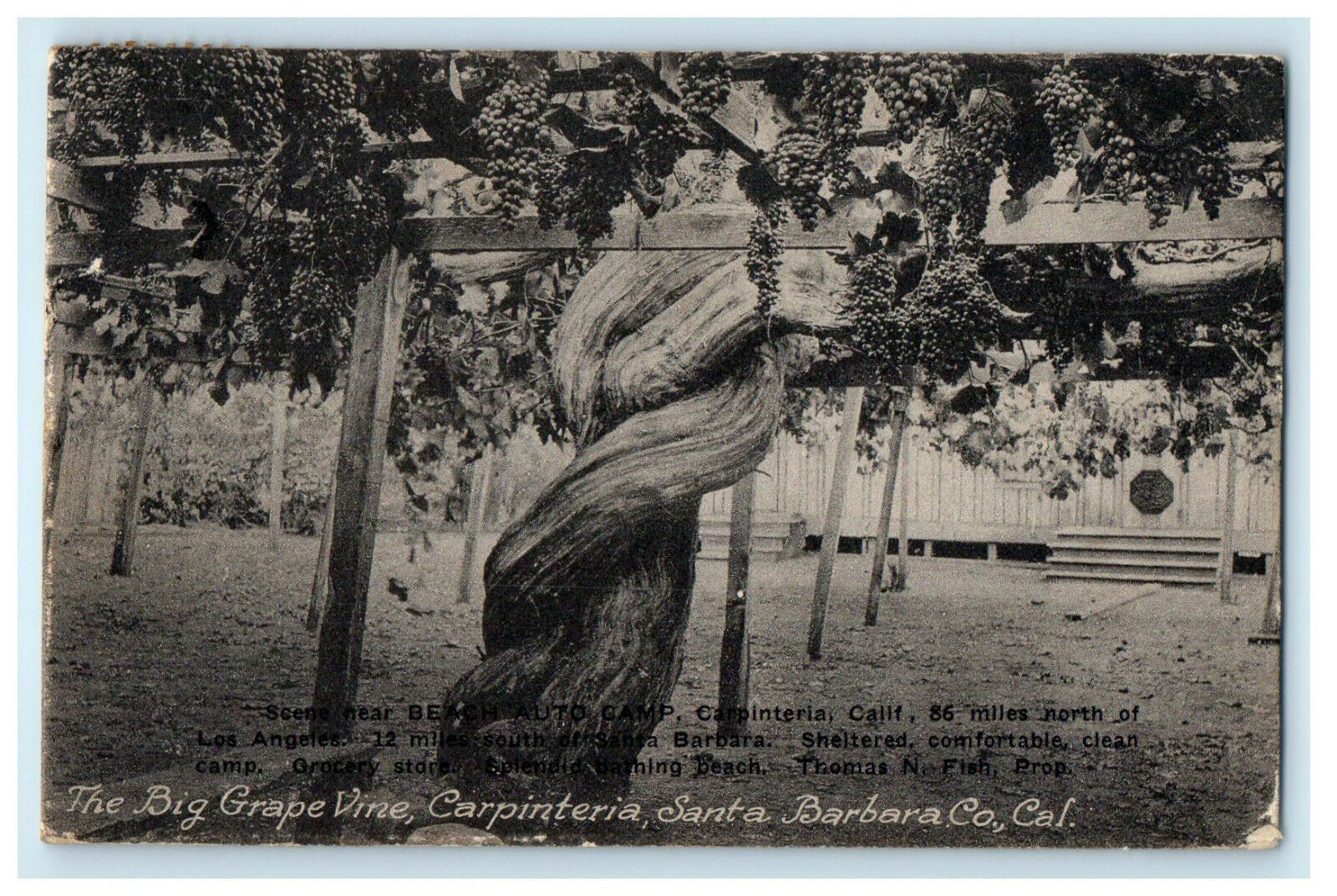c1910s The Big Grape Vine, Carpinteria Santa Barbara California CA Postcard