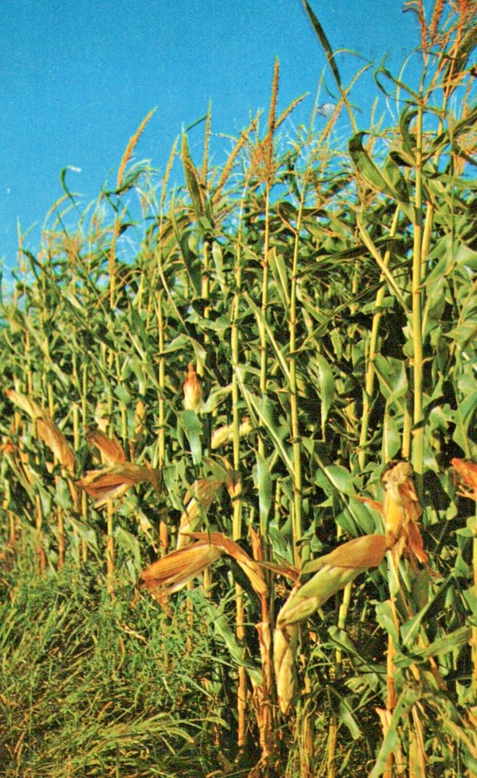 Corn Field in Iowa Chrome Postcard c1959