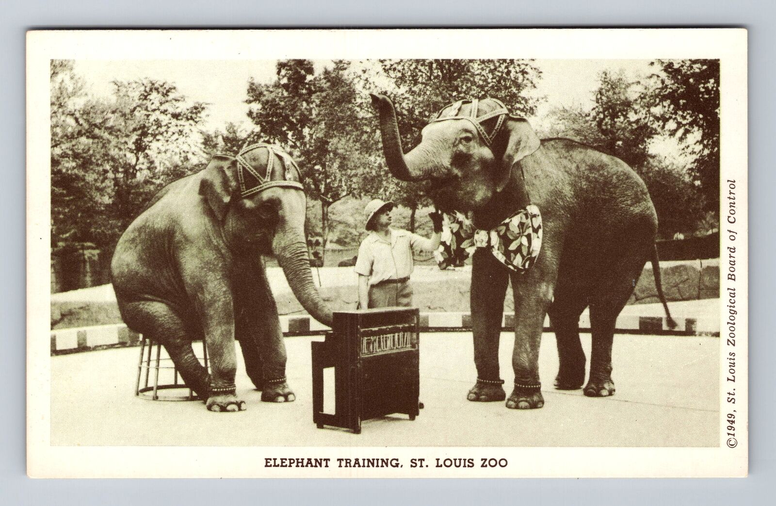 St Louis MO-Missouri, Elephant Training, Piano, St Louis Zoo, Vintage Postcard