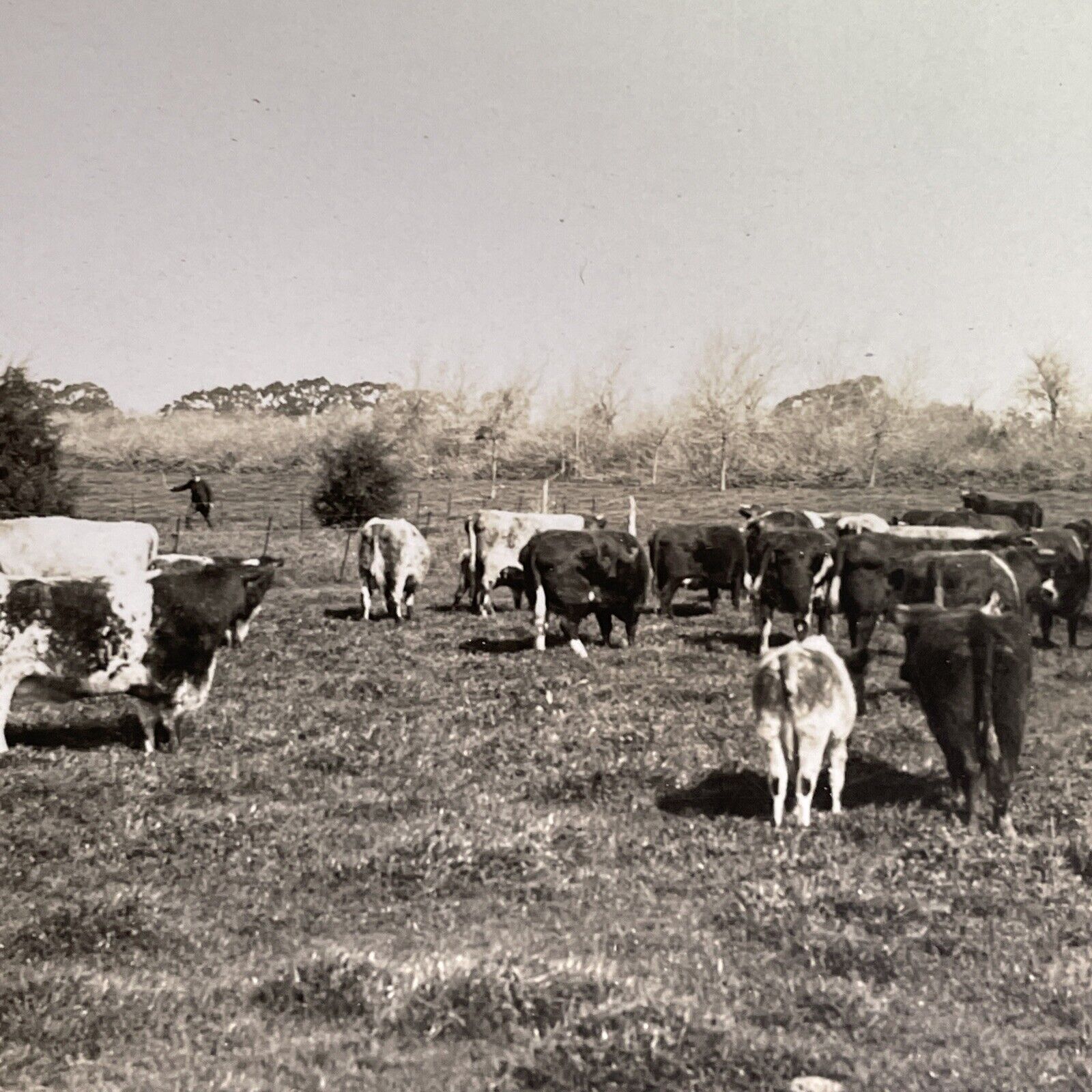 Antique 1918 Shorthorn Cattle La Plata Argentina Stereoview Photo Card P1367