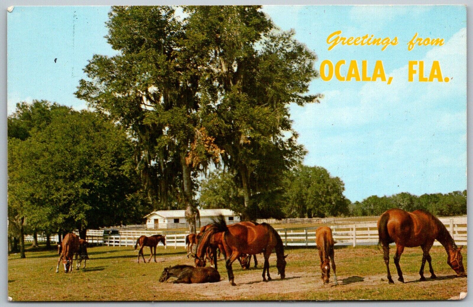 Ocala Florida 1960s Greetings Postcard Horses Thoroughbred Farm 
