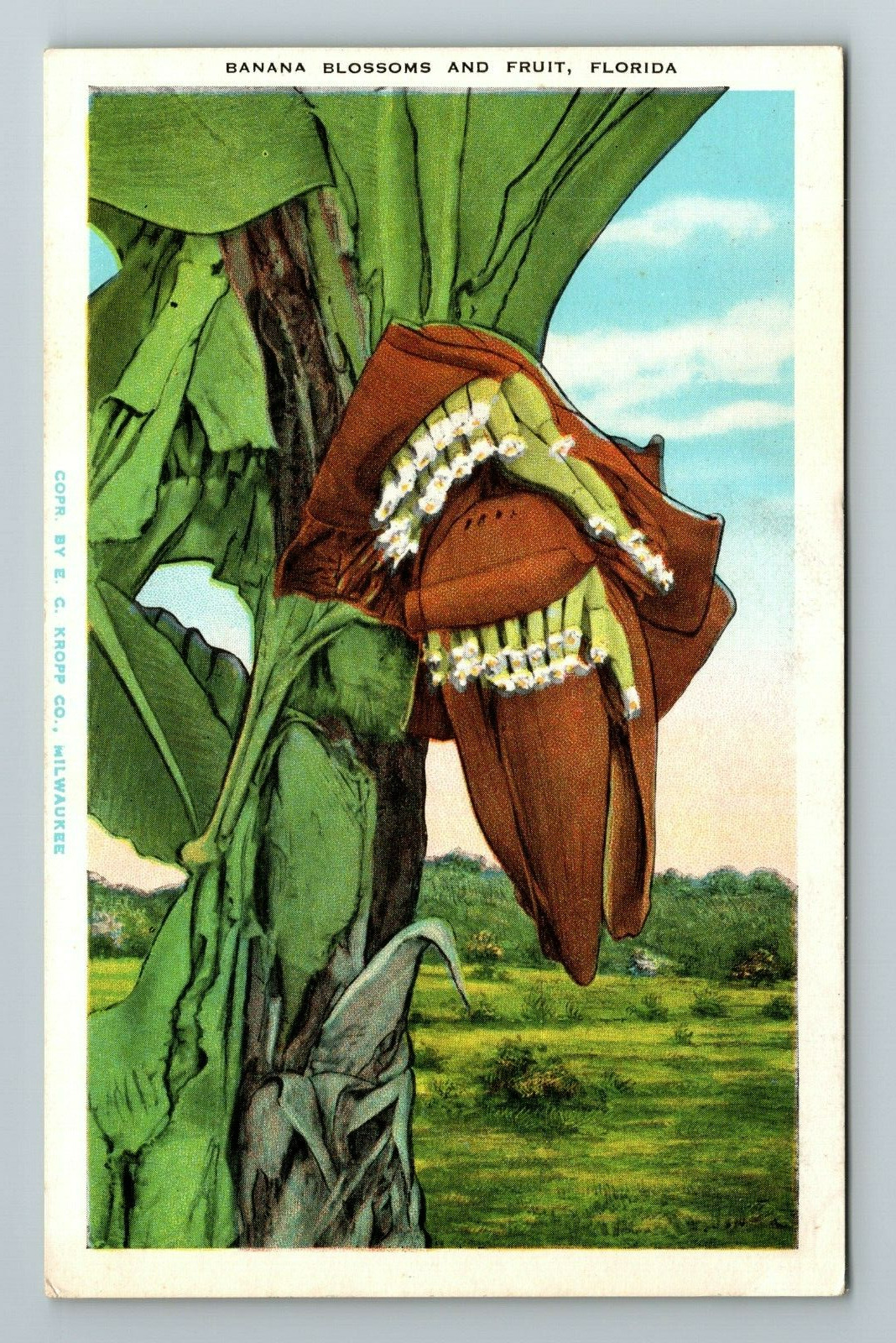 FL-Florida, Banana Blossoms And Fruit, Scenic Nature View, Vintage Postcard