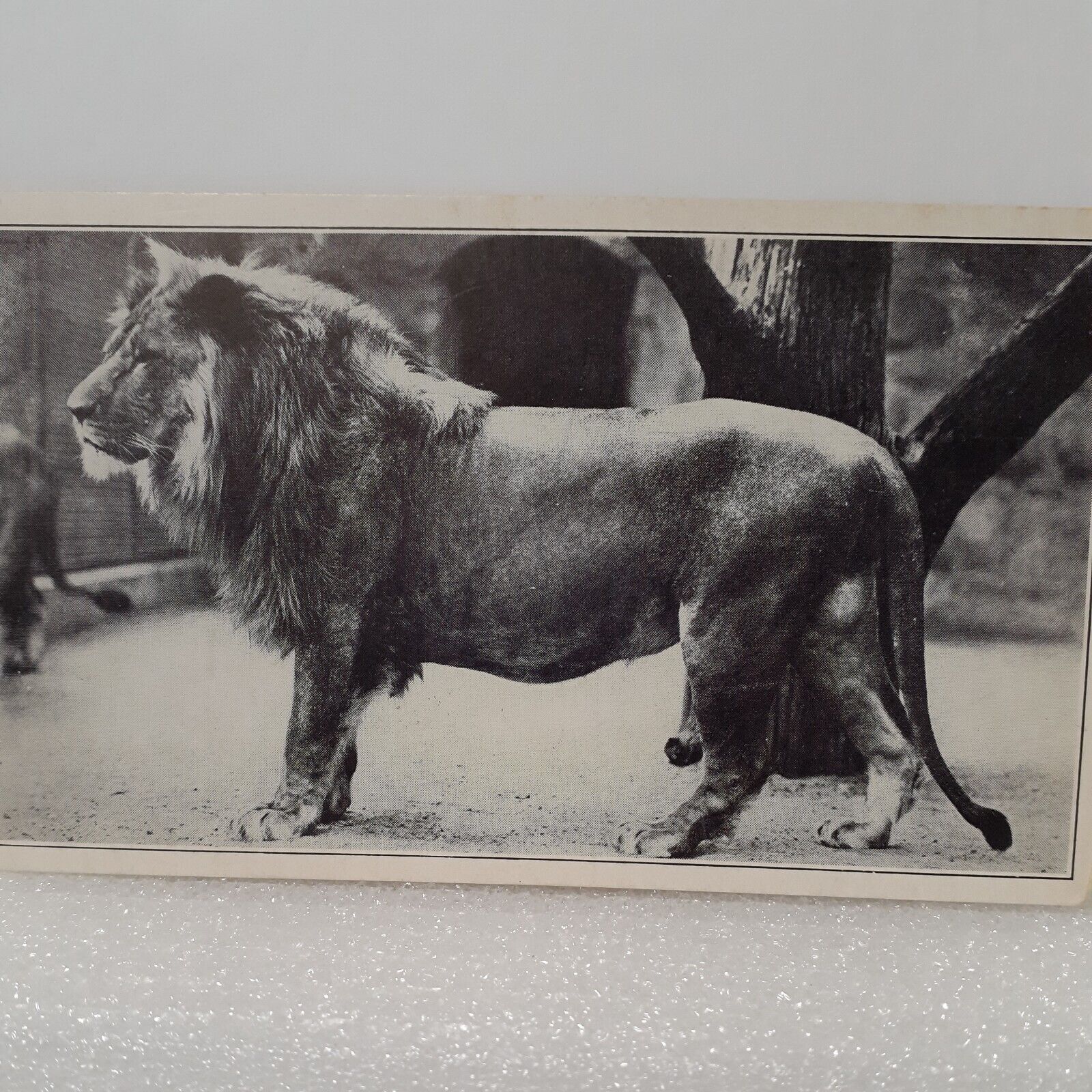 RPPC African Lion Postcard U.S. National Zoological Park March 31, 1946 WA DC 
