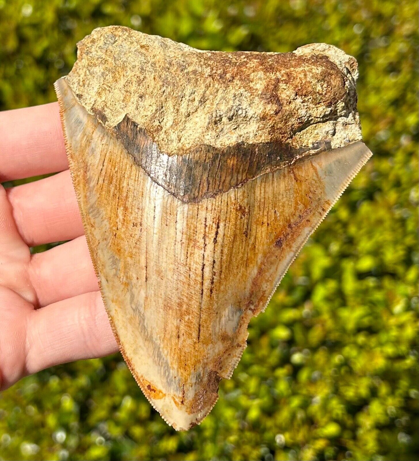 Indonesian Megalodon Tooth NICE 4.1” Fossil Natural Shark Tooth Indonesia Meg