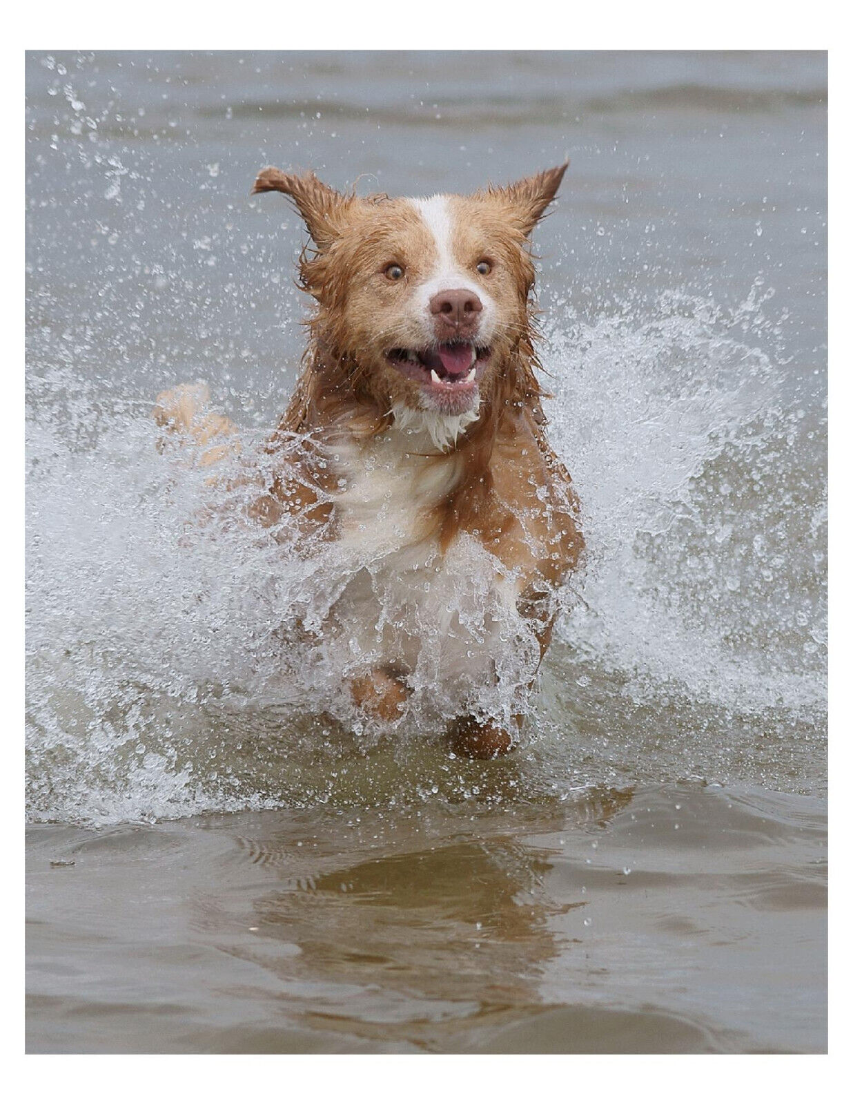 Dog Playing In Water 8x10 Photo On 8.5\