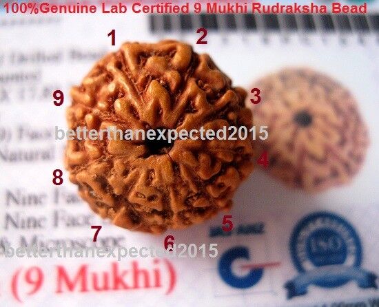 Lab Certified 9 Mukhi Rudraksha / Nine Face Rudraksh Java Bead--16-18 mm AA+++