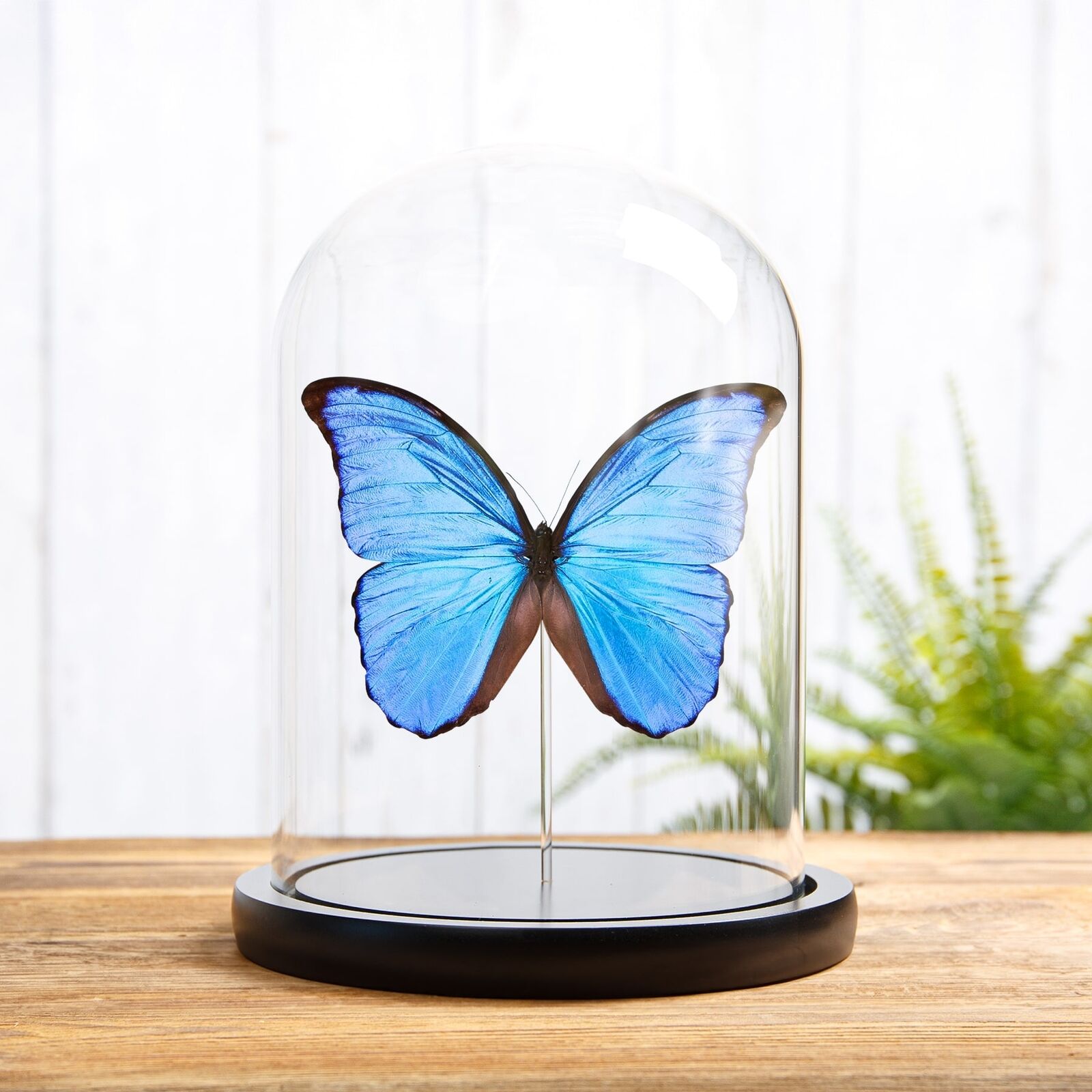 Blue Morpho Taxidermy Butterfly in Glass Dome (Morpho didius)