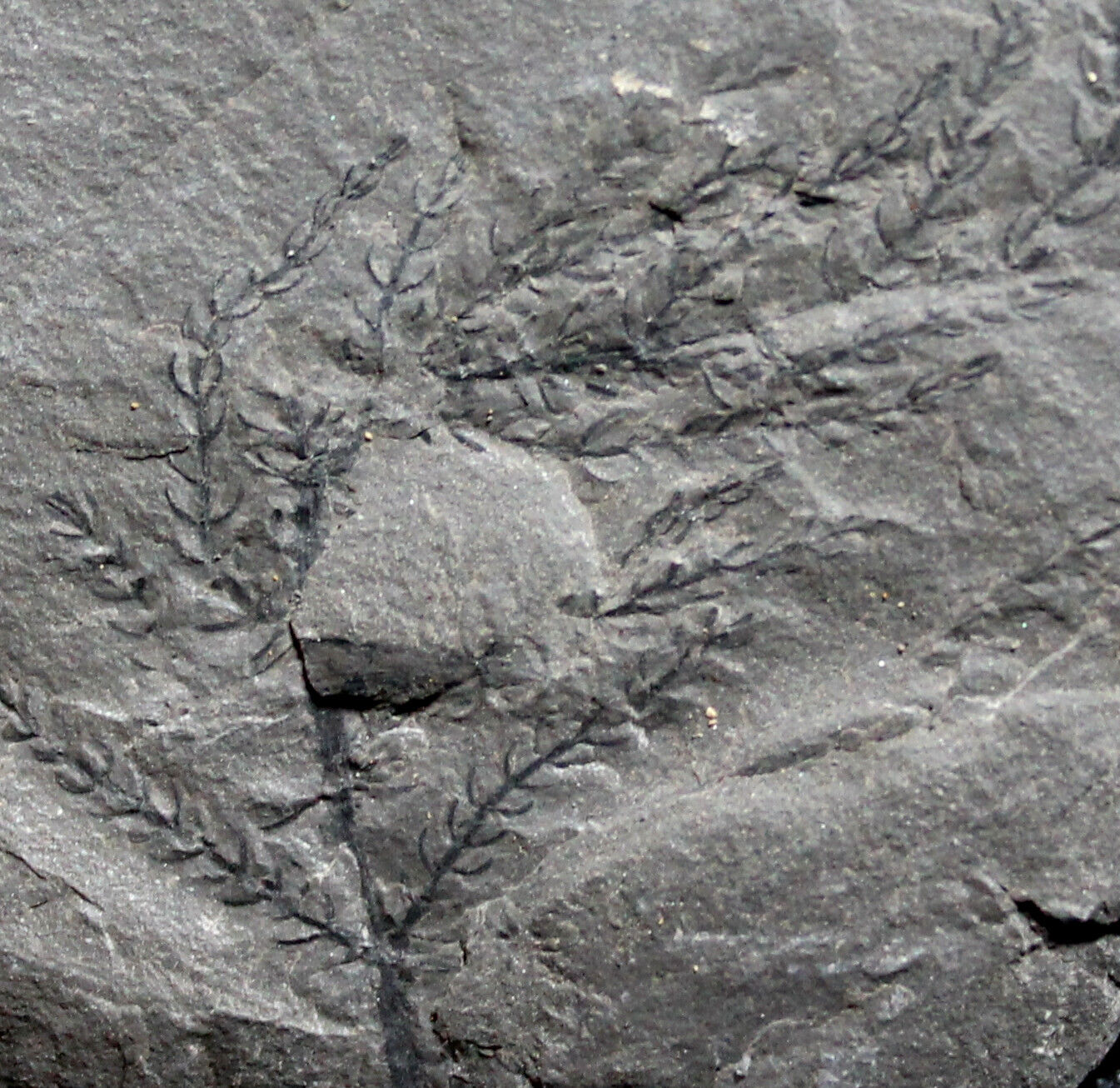 Asterophyllites grandis - Rare, well preserved Carboniferous Calamite plant