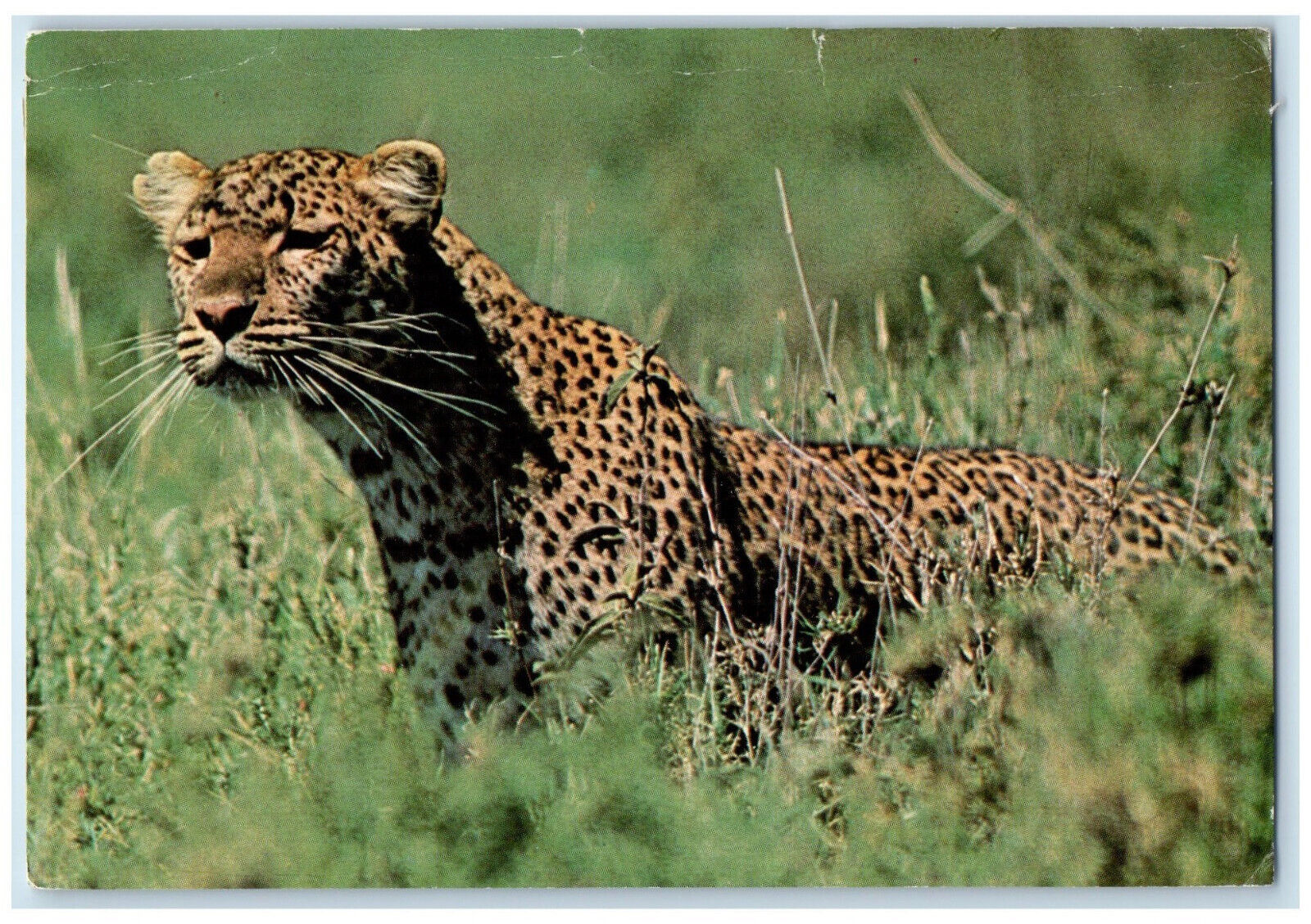 c1960\'s Leopard Serengeti National Park Tanzania Vintage Posted Postcard