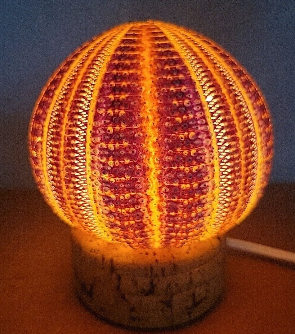 Vintage Large Sea Urchin Shell Lamp with Corded Cork Base Accent lighting