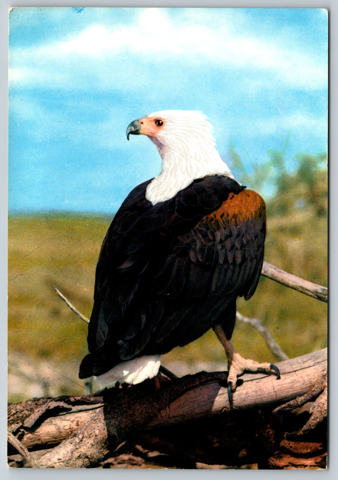c1970s African Bird Fish Eagle Portrait Vintage Postcard