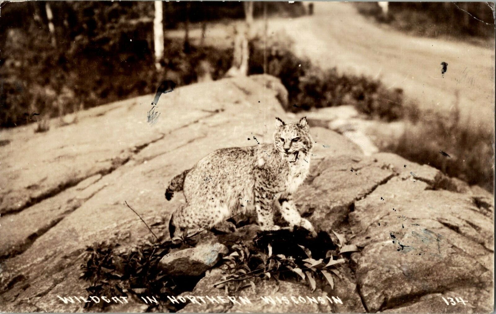 1920\'s Wildcat in Northern Wisconsin Vintage (RPPC) Postcard *PC0390