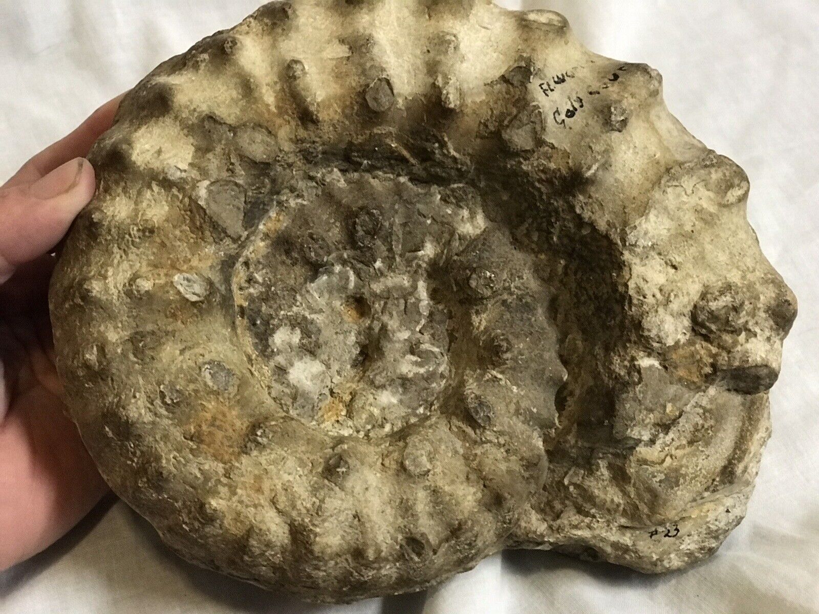 Texas Ammonite Whole Fossil Fort Worth 8 Inches Across, 7 Lbs