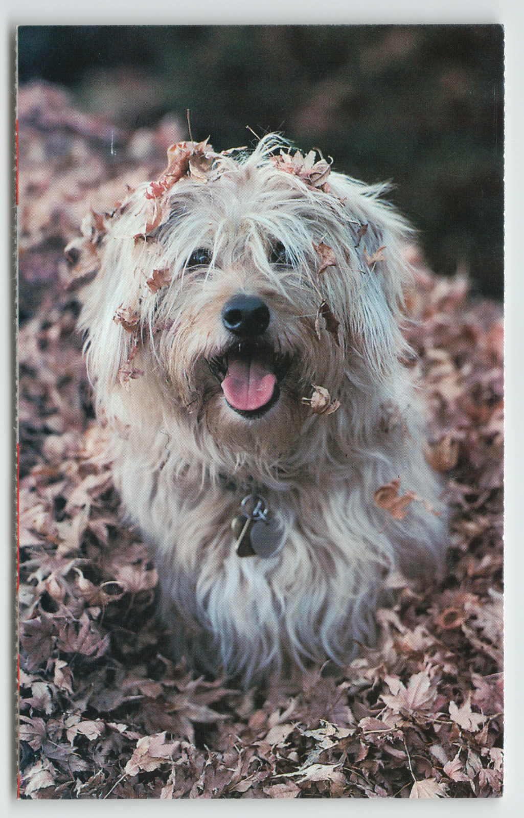 Postcard Shaggy Dog Playing in the Autumn Leaves