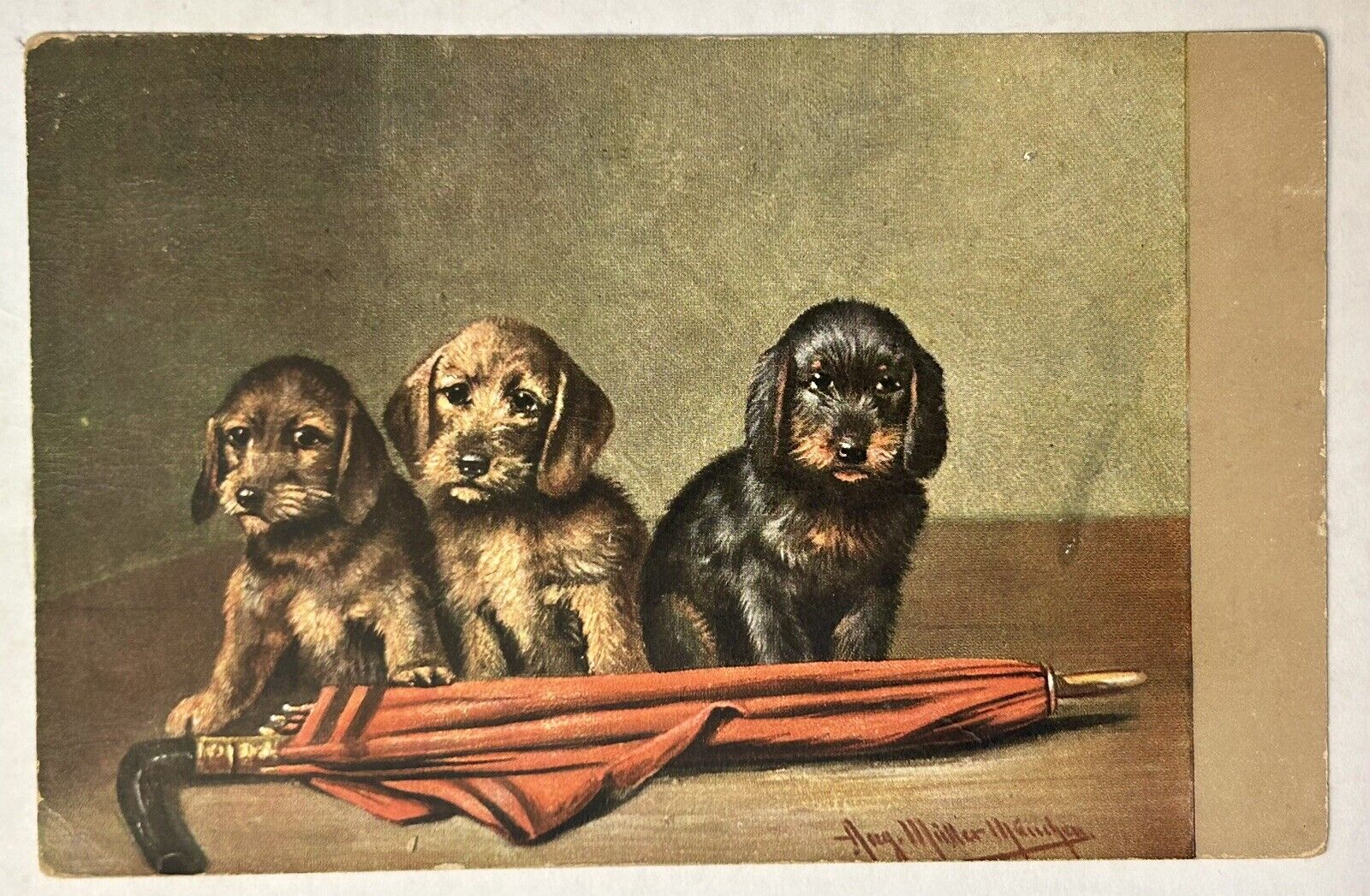 Three puppies with an umbrella, 1908 vintage dog Postcard