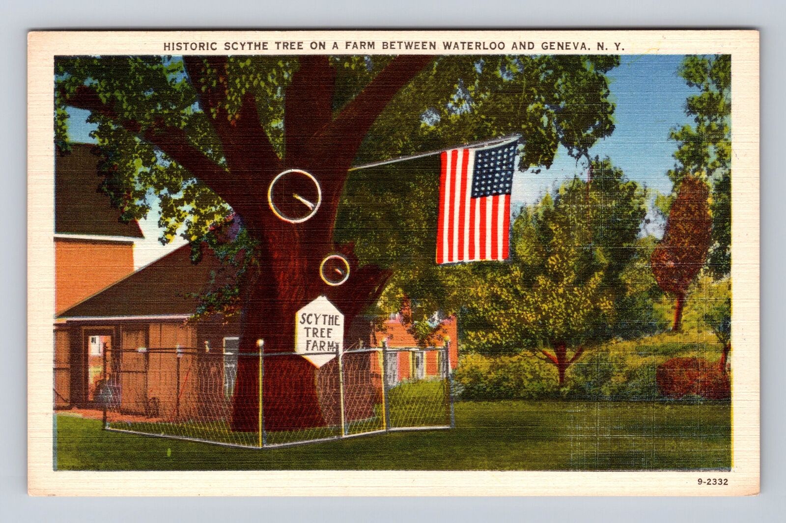 Geneva NY- New York, Historic Scythe Tree, Antique, Vintage Souvenir Postcard