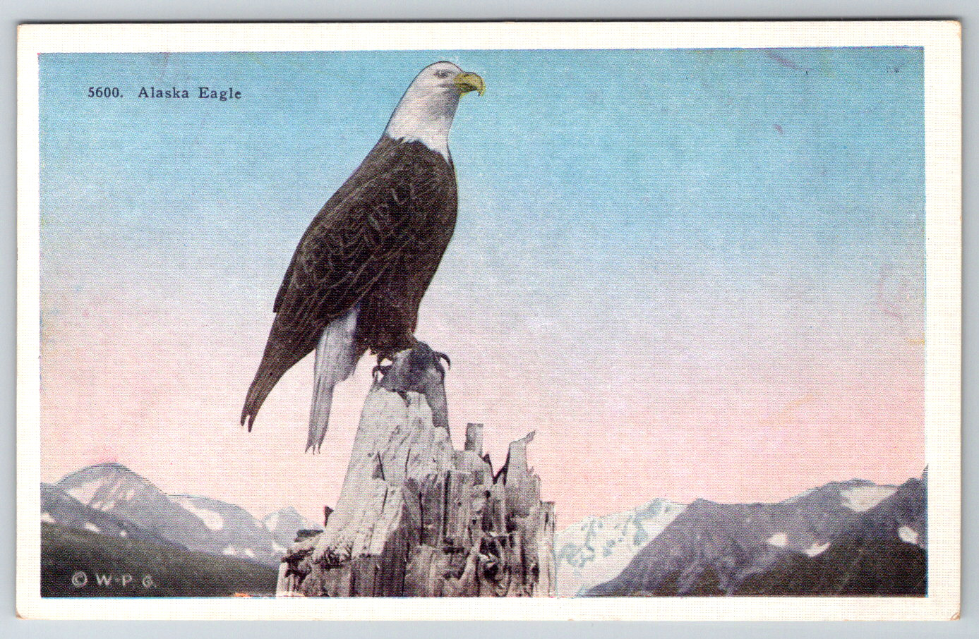 c1920s Alaska Bald Eagle Antique Postcard