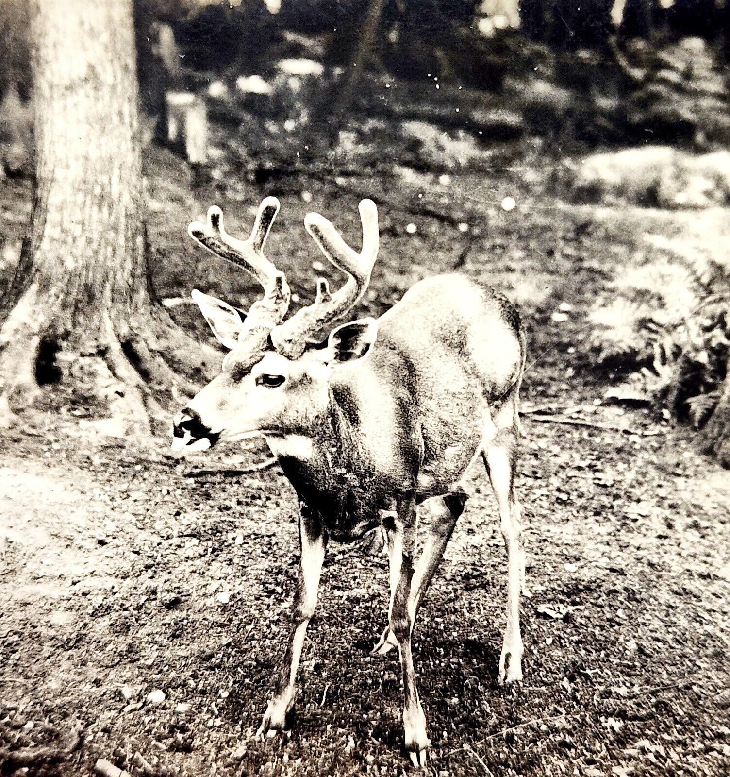 RPPC Whitetail Deer Buck Washington 1920s Ellis Animals Pacific NW PCBG6F