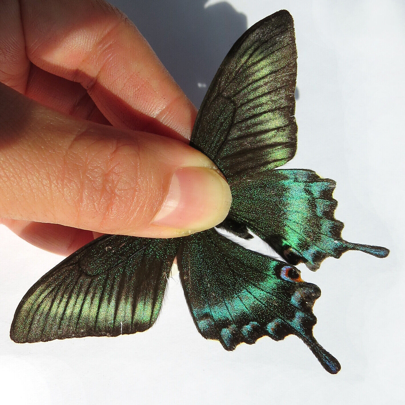 ABERRATION unmounted butterfly Papilionidae Papilio maackii spring form #T25