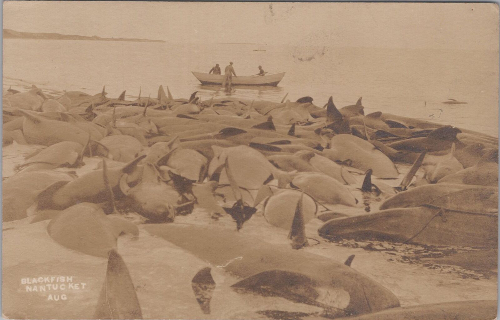 Blackfish Nantucket Massachusetts 1918 Whales Ashore RPPC Photo Postcard