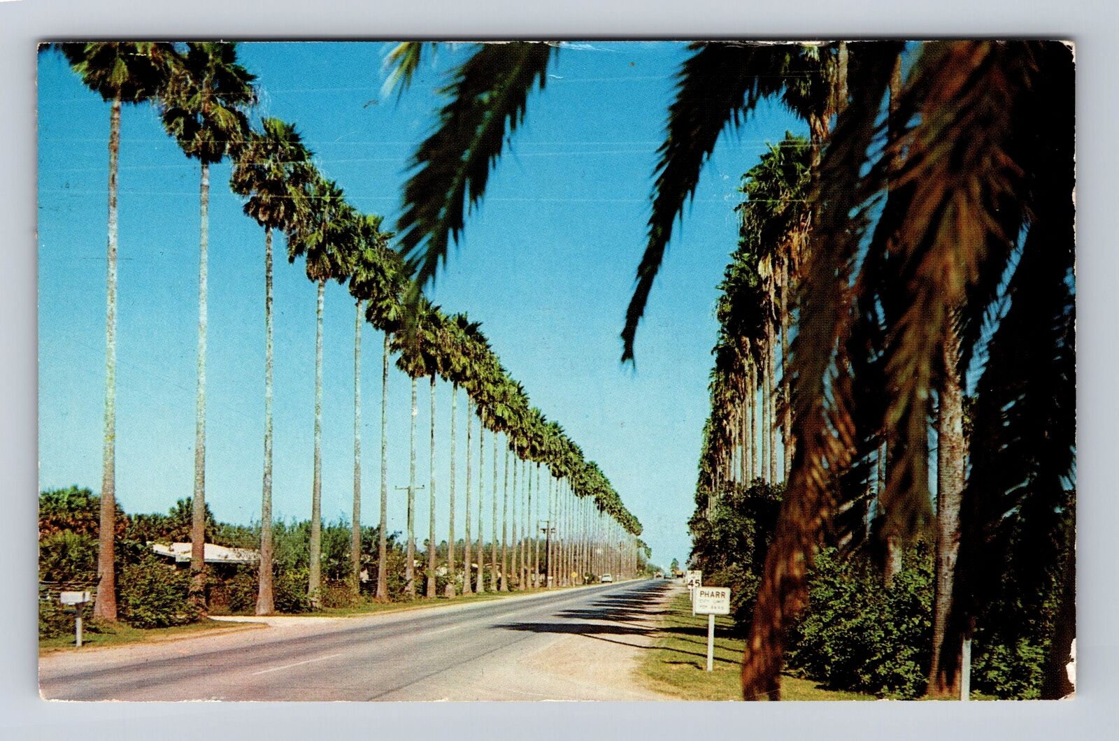 Pharr TX-Texas, Palm Bordered State Hwy 281, Vintage c1960 Souvenir Postcard