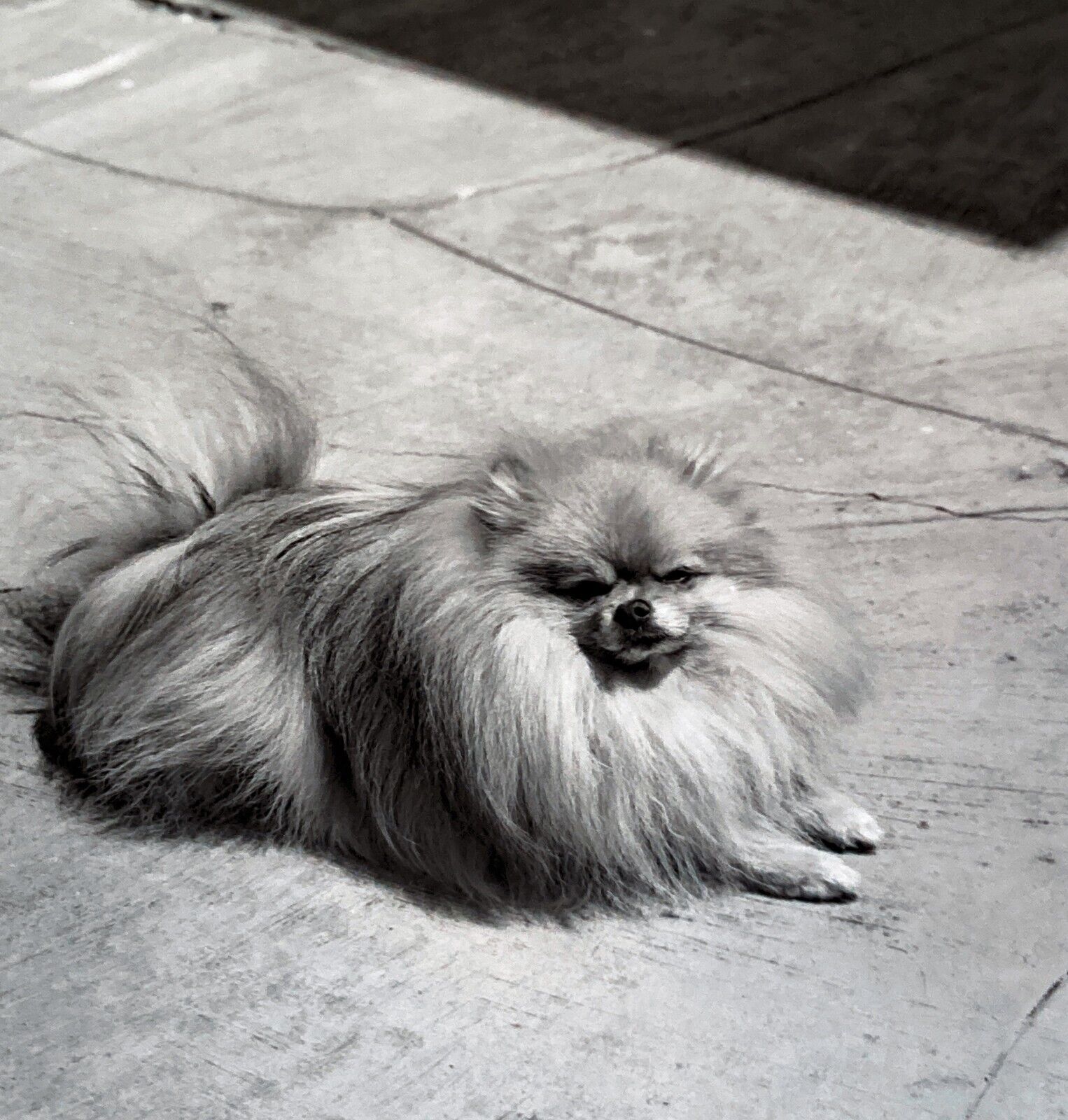Lot of 4 Vintage Negatives Adorable Pomeranian Dog Sunning on Windy Patio