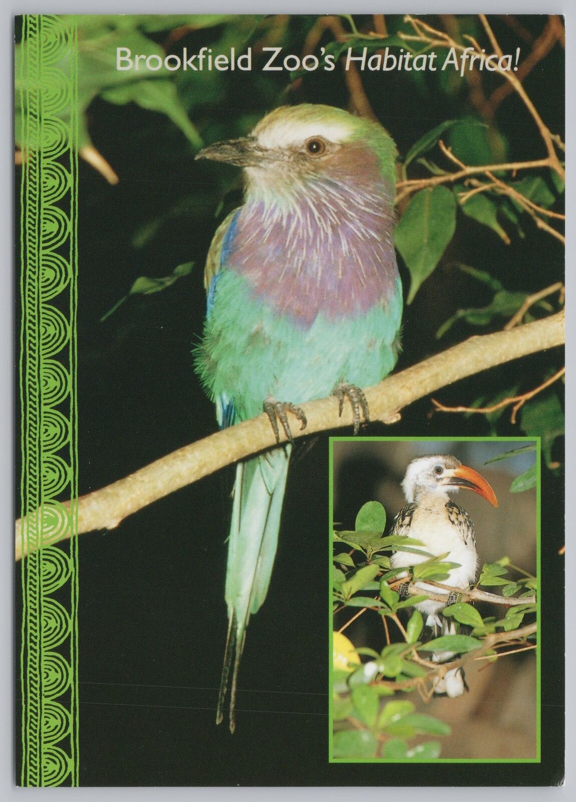 Animal~Chicago Illinois~Brookfield Zoo~African Birds~Continental Postcard