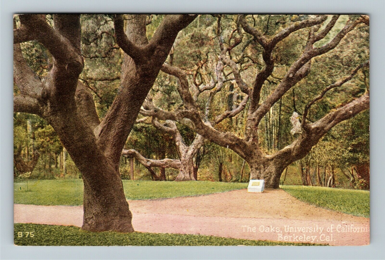 Berkeley CA-California, University California, The Oaks, Vintage Postcard