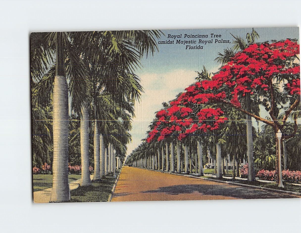 Postcard Royal Poinciana Tree amidst Majestic Royal Palms Florida USA